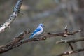 ÃÂ Blue Jay bird on the branch of a tree Royalty Free Stock Photo